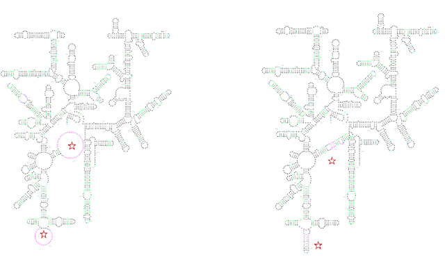 rRNA with constrained folding